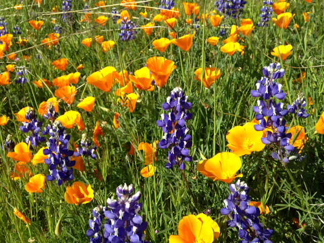 Poppies-and-Lupine.jpg