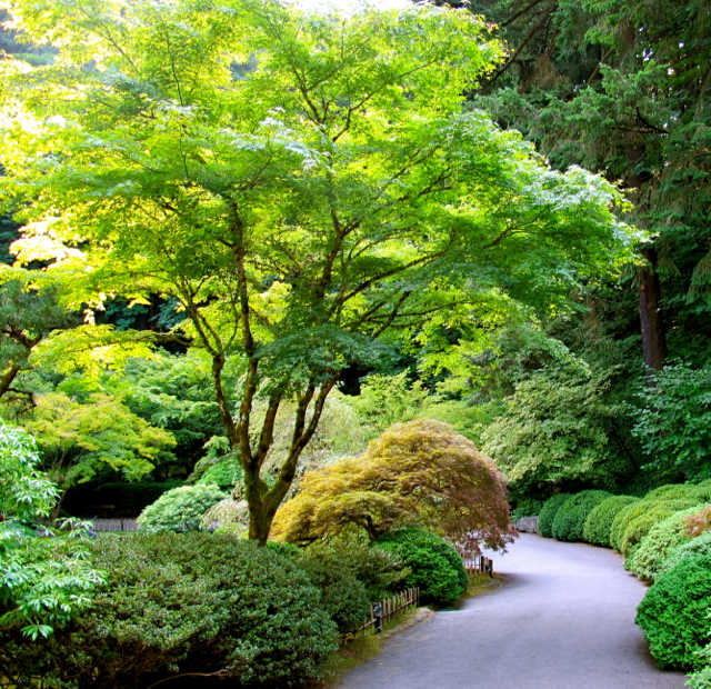 dwarf japanese maple landscape ideas